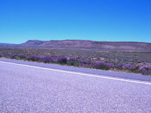 Vetch on the road side (aka Loco Weed).